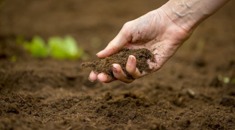 मिट्टी की उर्वरता बढ़ाने के कुछ उपाय क्या हैं? | MD BIOCOALS
